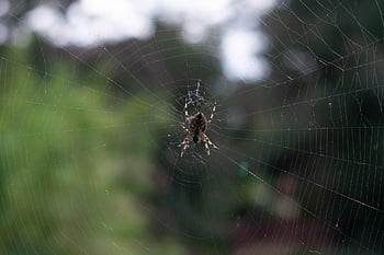 spider, arachnid, spider Web, cobweb, web, orb, weaver, insect, bug, arachnophobia, nature