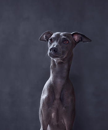 dog, italian Greyhound, canine, nature, pet, breed, animal, mammal, puppy, greyhound, portrait