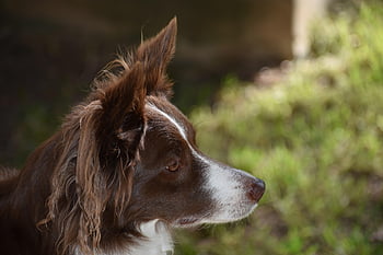 ボーダーコリー、 犬、 ペット、 犬歯、 動物、 哺乳類、 自然、 動物の世界、 犬の肖像画、 毛皮、 鼻