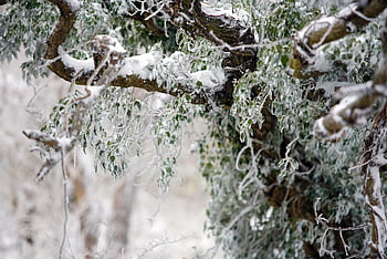 snow, white, winter, tree, nature, landscape, korea, mount Halla, frost, beautiful, cold Weather