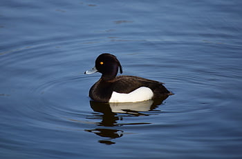 tufted Duck, duck, lake, aythya Fuligula, male Duck, male Tufted Duck, black And White Duck, bird, waterfowl, water Bird, aquatic Bird