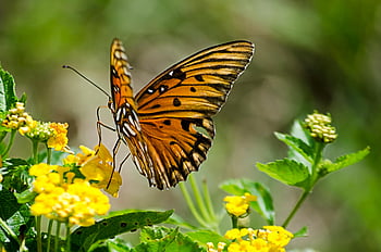 Gulf Fritillary Butterfly, Yellow Cluster Flower, butterfly, flower, nature, wildlife, garden, insect, pollination, outdoor, photography
