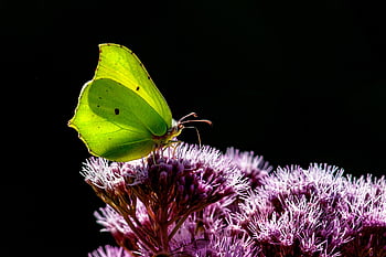 motýl, květ, obyčejná síra, opylit, opylování, hmyz, okřídlený hmyz, motýlí křídla, květinové tapety, flóra, fauna