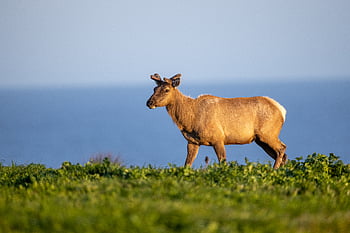 savec, elk, zvíře, Příroda, divočina, volně žijících živočichů, mužský, venkovní, park, louka, býk