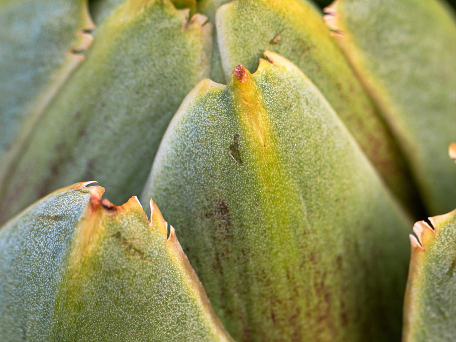 artichoke, plant, leaves, close up, food, vegetable, leaf, fresh, edible, vegetarian, raw