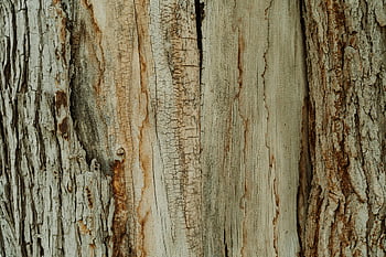 tree trunk, close-up photo, natural tree bark, intricate details, brown tones, beige tones, tree bark texture, close-up view, natural texture, tree bark, tree trunk texture