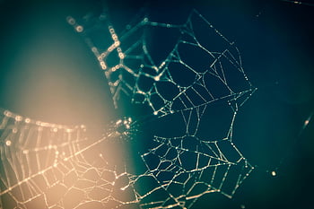 spider web, close up photography, ethereal, soft light, intricacy, design, web structure, nature photography, macro photography, web details, spider web art