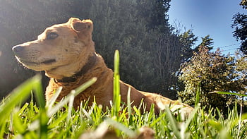 dog, grass, pet, lying Down, collar, dog Collar, sinlight, park, puppy, cute, animal