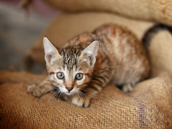 tabby kitten, playful kitten, mischievous expression, burlap fabric, curious kitten, striped kitten, preparing to attack, playful tabby, kitten sitting, playful expression, burlap background