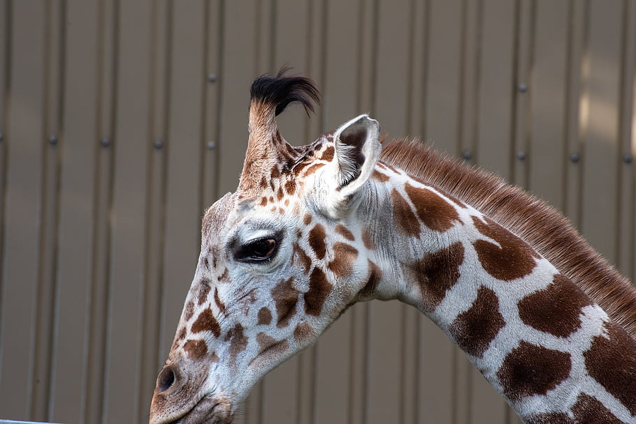 žirafa, Příroda, zoo, zvíře