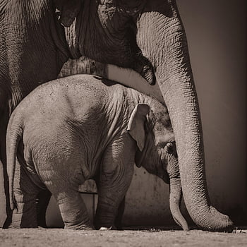 baby Elephant, elephants, zoo, pachyderm, nature, wildlife, animals, tierpark Hellabrunn, animal Photography