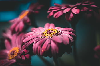 daisy, blomst, plante, gerbera, Osteospermum, african daisy, kronblade, flor, blomstre, flora, blomst tapet