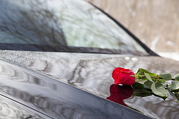 auto, květ, růže, obřad, štěstí, dar, Černá, Pozdrav, horizontální, myšlenky, kopírovat