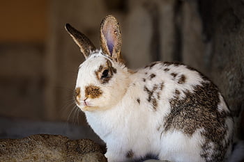 rabbits, dwarf Rabbit, rabbit, patched