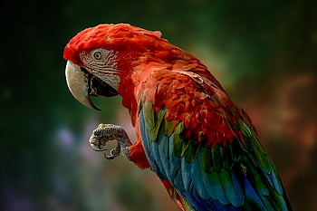 pappagallo, uccello, piume, colorato, becco, artiglio, natura, conto, Ave, aviaria, avvicinamento