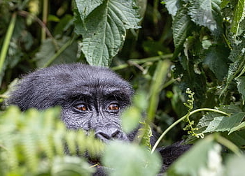 gorilla, animale, giungla, primate, natura, foresta, safari, Bwindi, nascosto, Uganda, foresta pluviale
