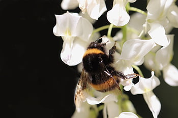 insect, bumblebee, bombus Terrestris, hymenoptera, wisteria, white, blossoms, nectar, collect, butterflies