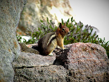 ground Squirrel, squirrel, nature, cute, animal, wildlife, furry, rodent, ground, outdoors, wild