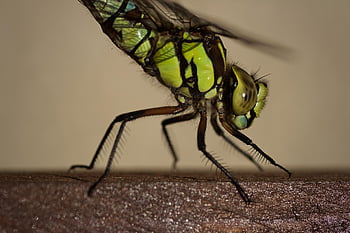 southern Hawker Dragonfly, dragon-fly, insect, hawker Dragonfly, aeshna Cyanea, nature, summer, macro, close Up, blue-green Mosaic Bridesmaid