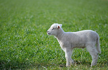 the Sheep, lambs, mammals, cattle, agriculture, meadow, nature, fauna, spring, grass, pasture