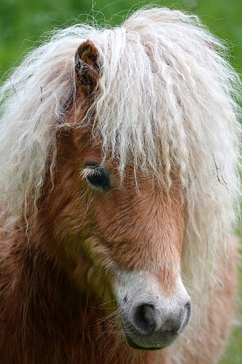 shetlands, horse, pony, head, horse Head, mane, close Up, small, country Life, hairstyle, animal