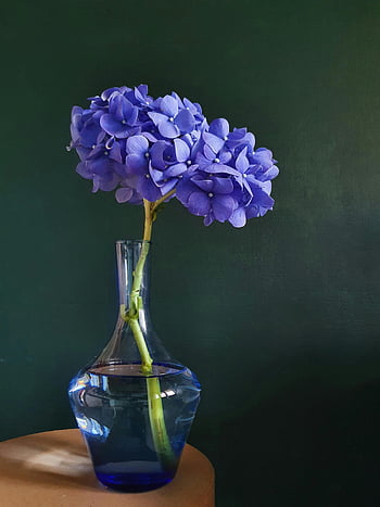 purple hydrangea flowers, blue glass vase, classic glass vase, dark green backdrop, blue hydrangea, flower arrangement, floral decor, indoor plants, still life photography, home decor, blue flowers