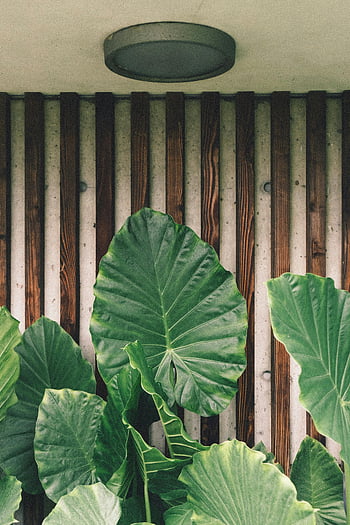 planta vero taro, frunze luxuriante de taro verde, Perete rustic din lemn, frumusete naturala, frunze de taro, perete din lemn, frunze verzi, plante naturale, plante în aer liber, verdeaţă, perete rustic