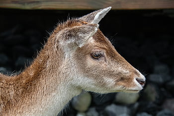 กวางยอง, สัตว์เลี้ยงลูกด้วยนมกีบเท้า, capreolus capreolus, ยอง, กวางไข่ตะวันตก, หัวกวางโร, Cervidae, พื้นหลังกวาง, วอลล์เปเปอร์กวาง