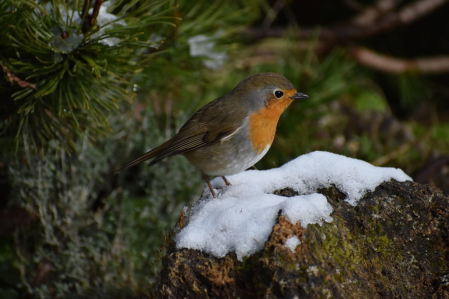 pták, americký robin, ornitologie, červenka, druh, fauna, ptačí, zvíře, volně žijících živočichů, sněžení, mráz