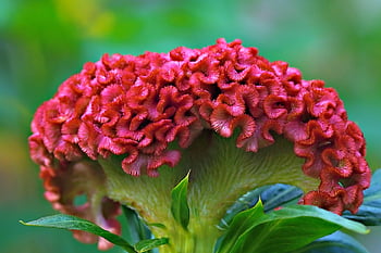 celosia, cockscomb, beautiful Flowers, flower, nature, flower Background, flower Wallpaper, flora, red, close Up