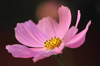 roze kosmosbloem, Close-up shot, bloeiende bloem, delicate bloemblaadjes, geel centrum, mooie bloem, natuurfotografie, bloemenbeeld, tuin bloem, lente bloeien, roze bloemblaadjes