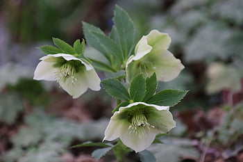 ヘレボレ、 花、 庭園、 美しい花、 春、 咲く、 白、 花びら、 自然、 花弁、 花の背景