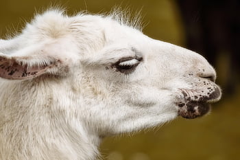lama, animal, portrait, head, fur, furry, wildlife, farm Animal, mammal, fluffy, cute