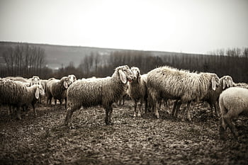 sheep, herd of sheep, flock of sheep, muddy field, rural setting, misty rural, farm animals, livestock, pastoral scene, sheep farming, woolly sheep
