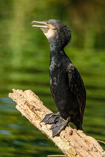 cormorant, great Cormorant, bird, animal, feathers, plumage, beak, nature, wildlife, avian, black Cormorant