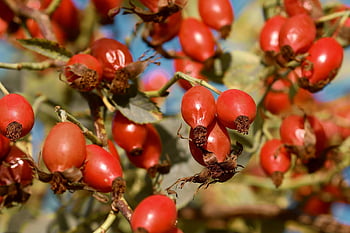 rosen hofter, bær, Busk, Rosenbusk, natur, efterår, hund steg, frugter, efterår frugter, plante, vild rose