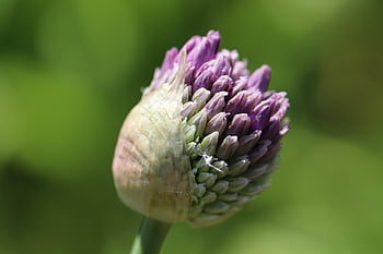 pórek, míč pórek, pupen, allium sphaerocephalon, okrasné cibule, fialový květ, zahrada, Příroda, zblízka