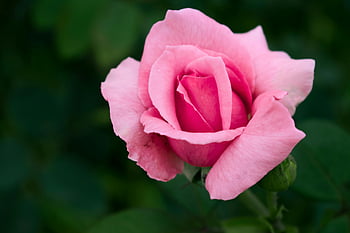 pinke Rose, Nahaufnahmefoto, rosa Blütenblatt Blume, voller Blüte, üppige grüne Blätter, wunderschöne Rose, pinke Blume, Rose Nahaufnahme, grünes Laub, Blumenbild, Naturfotografie