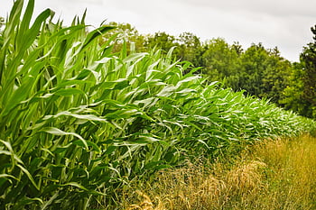 obilné pole, hospodářský dvůr, mraky, sklizeň, modrá obloha, plantáž, kukuřice, listy, orná půda, zemědělství, pěstování