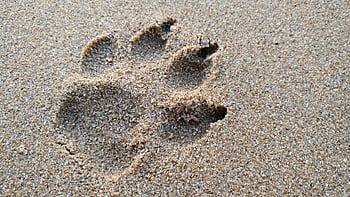 huella de perro, aréna, playa