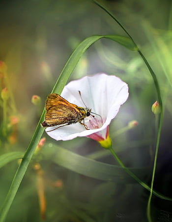 skipper, butterfly, flower, insect, animal, wings, plant, grass, beautiful Flowers, meadow, nature