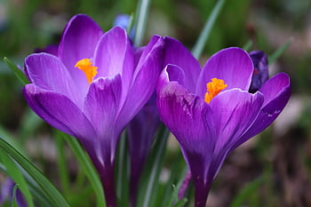 crocuses, purple Crocuses, crocus Flowers, beautiful Flowers, flower Wallpaper, spring, purple Flowers, flowers, early Bloomer, park, signs Of Spring