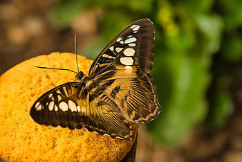 clipper Butterfly, butterfly, insect, parthenos Sylvia, wings, edelfalter, arthropod, nature, closeup