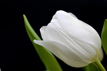 flower, tulip, full Hd Wallpaper, desktop Backgrounds, white Tulip, blossom, beautiful Flowers, beautiful Wallpaper, wallpaper Hd, bloom, cool Backgrounds