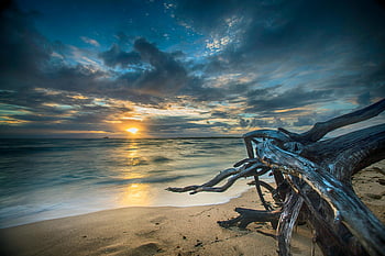 legni marroni, spiaggia sabbiosa, Alba, oceano, scena tranquilla, la bellezza della natura, paesaggio costiero, fotografia di spiaggia, tramonto, arte dei legni, scenario naturale