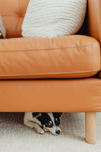 anjing kecil, bersembunyi di bawah sofa, Sofa kulit modern, rumah yang nyaman, anjing lucu, Pengaturan yang hangat, Bersembunyi dengan main -main, fotografi interior, fotografi hewan peliharaan, ruang keluarga, adegan domestik