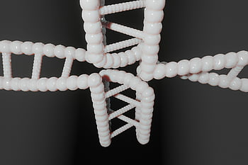 human, dna, genetic, cytosine, c-rich Regions, i-motif, i-tetraplex, i-dna, dns, i-motif Dna, quadruplex