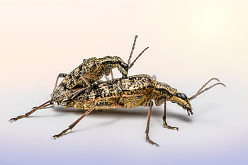 escarabajo, insecto, escarabajo de cuernos largos con manchas negras, rhagium mordax, macro, gorgojo, primavera, animal, fauna silvestre, entomólogo, biología