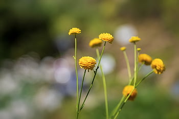 Blume, Blumentapete, Gelb, Blumen Hintergrund, Hahnenfuß, Ranunculus asiaticus, klein, zärtlich, Sommer-, schöne Blumen, Natur