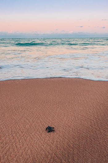 spiaggia, sabbia, mare, orma, oceano, impronte, acqua, piede, estate, natura, costa